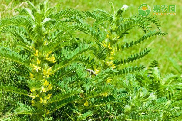 中药材甘草怎样培植？如何达到高产？-图片版权归惠农网所有