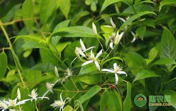 甘草种植技术与栽培管理-图片版权归惠农网所有