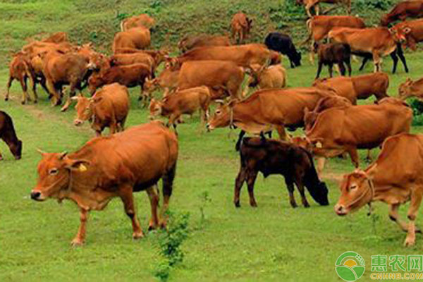 巫陵牛犊牛和育成牛阶段管理要点-图片版权归惠农网所有