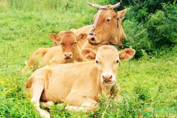巫陵牛犊牛和育成牛阶段管理要点-图片版权归惠农网所有