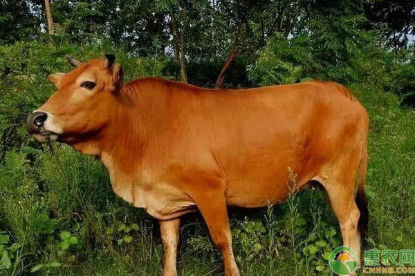 巫陵牛犊牛和育成牛阶段管理要点-图片版权归惠农网所有