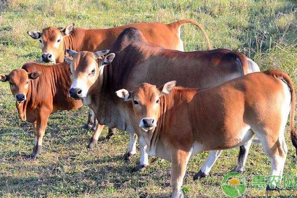 养牛技术：冬季养肥牛注意事项-图片版权归惠农网所有
