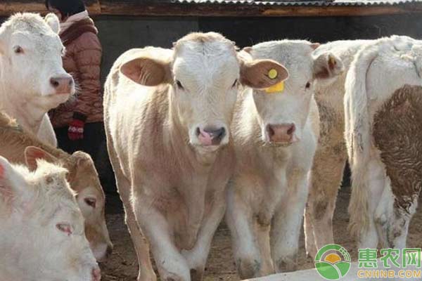 养牛技术：冬季养肥牛注意事项-图片版权归惠农网所有