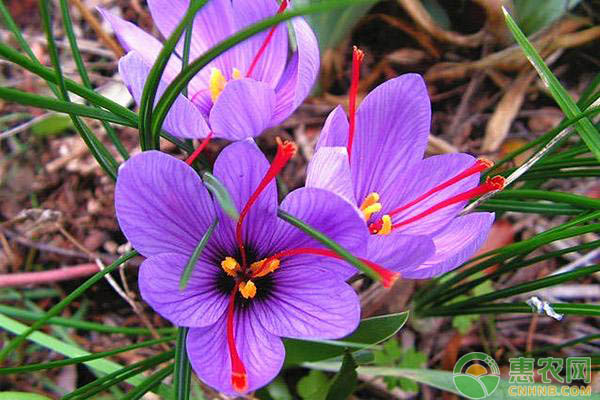 中药材藏红花怎么种植？藏红花的种植方法-图片版权归惠农网所有