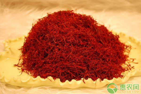 中药材藏红花怎么种植？藏红花的种植方法-图片版权归惠农网所有