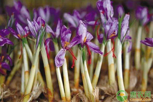 中药材藏红花怎么种植？藏红花的种植方法-图片版权归惠农网所有