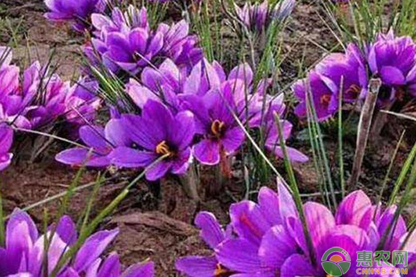 藏红花冬天养殖技巧-图片版权归惠农网所有