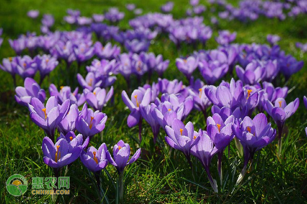 藏红花的栽培管理技术-图片版权归惠农网所有
