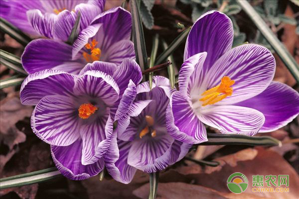 藏红花的栽培管理技术-图片版权归惠农网所有