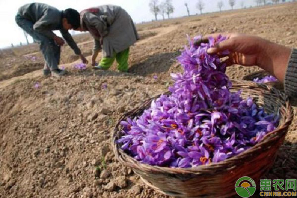 藏红花人工种植技术-图片版权归惠农网所有