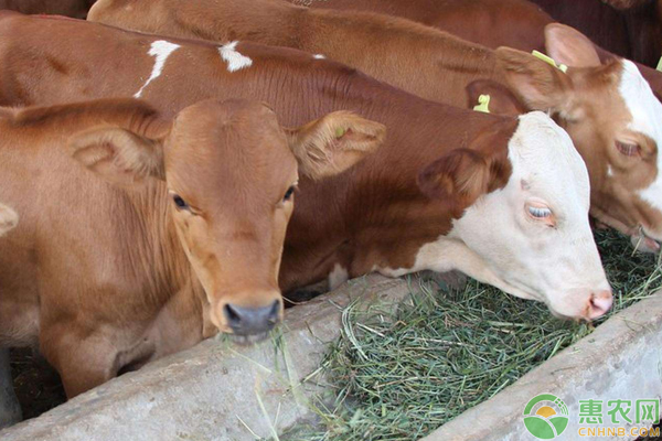 肉牛短期养殖育肥技术-图片版权归惠农网所有