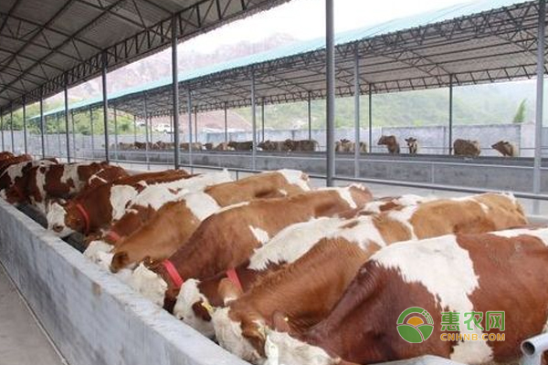 肉牛短期养殖育肥技术-图片版权归惠农网所有