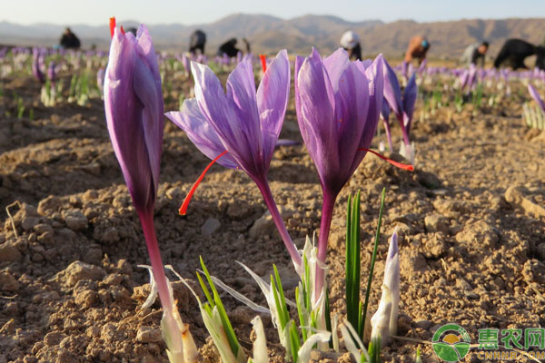 藏红花种球怎么种植？-图片版权归惠农网所有
