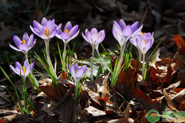 藏红花种球怎么种植？-图片版权归惠农网所有