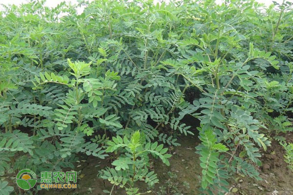 黄芪什么时候种植最好？-图片版权归惠农网所有