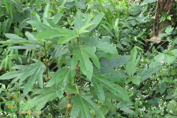 怎样种植黄芪才能高产？-图片版权归惠农网所有