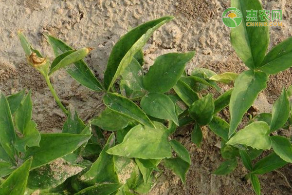 怎样种植黄芪才能高产？-图片版权归惠农网所有