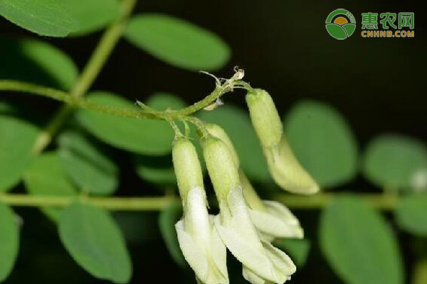 黄芪种植如何才能获得高产？-图片版权归惠农网所有