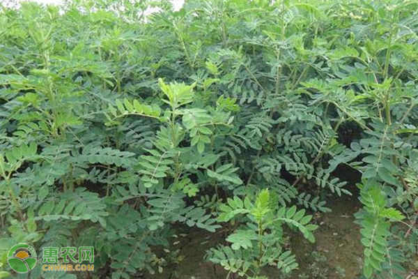 黄芪种植如何才能获得高产？-图片版权归惠农网所有