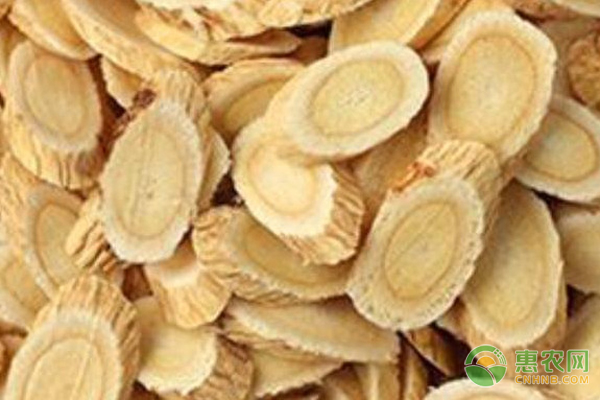 黄芪种植如何才能获得高产？-图片版权归惠农网所有