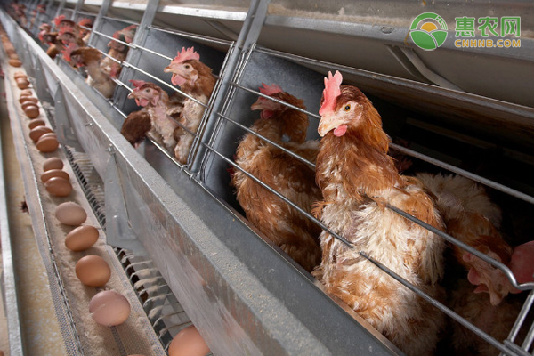 蛋鸡什么时候淘汰好？如何正确淘汰蛋鸡？-图片版权归惠农网所有