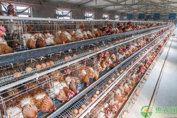 蛋鸡防病技术大全-图片版权归惠农网所有