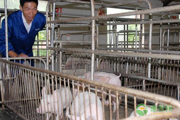生猪养殖常见病害介绍及预防措施-图片版权归惠农网所有