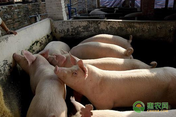 生猪养殖常见病害介绍及预防措施-图片版权归惠农网所有