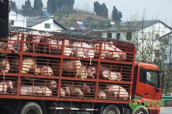 生猪养殖常见病害介绍及预防措施-图片版权归惠农网所有