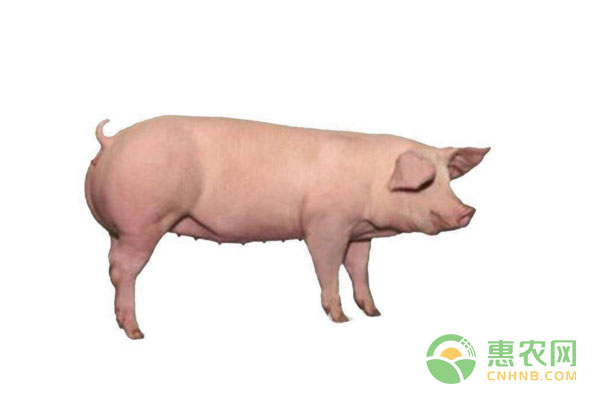 生猪养殖技术：雨雪天气，生猪养殖技术讲解-图片版权归惠农网所有