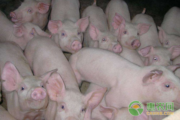 生猪养殖技术：雨雪天气，生猪养殖技术讲解-图片版权归惠农网所有
