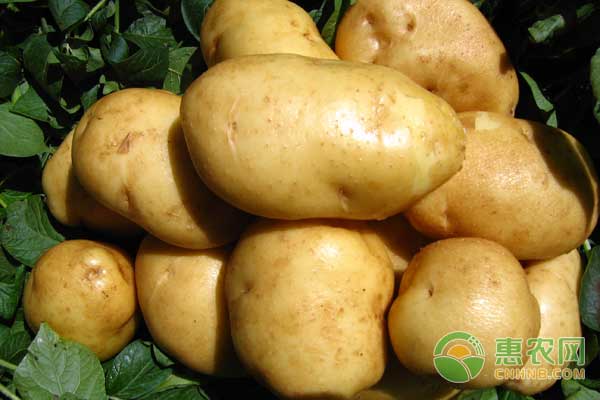 马铃薯怎么种？马铃薯高产种植技术-图片版权归惠农网所有