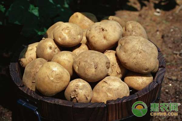 马铃薯种植管理技术（附马铃薯病害防治）-图片版权归惠农网所有