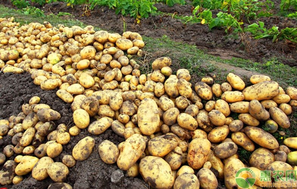 马铃薯怎么种植能高产？马铃薯优质高产种植技术详解-图片版权归惠农网所有