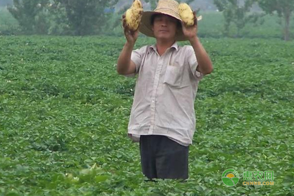 种植高产马铃薯方法有那些！马铃薯高产种植技术！-图片版权归惠农网所有