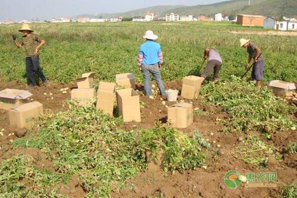 种植高产马铃薯方法有那些！马铃薯高产种植技术！-图片版权归惠农网所有