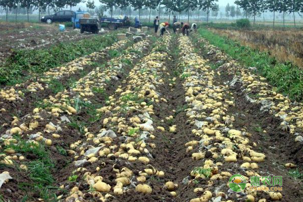 种植高产马铃薯方法有那些！马铃薯高产种植技术！-图片版权归惠农网所有