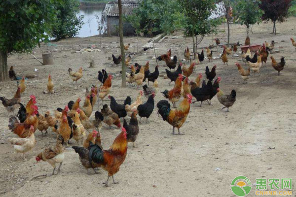 土鸡怎样才能低成本养殖？韭菜养土鸡技术要点-图片版权归惠农网所有