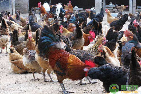 土鸡怎样才能低成本养殖？韭菜养土鸡技术要点-图片版权归惠农网所有
