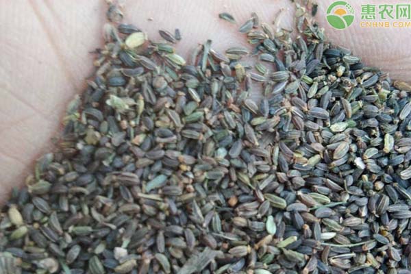 旱地柴胡高产栽培技术-图片版权归惠农网所有