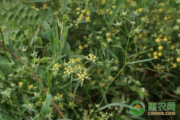 柴胡的种植方法与栽培技术-图片版权归惠农网所有