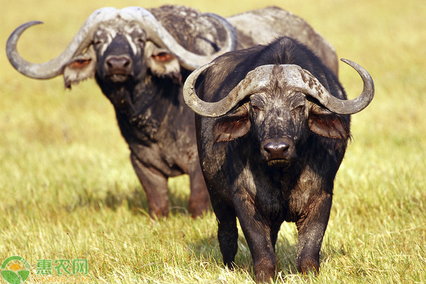 水牛养殖技术-图片版权归惠农网所有
