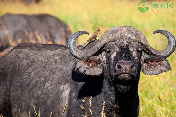 水牛养殖技术-图片版权归惠农网所有