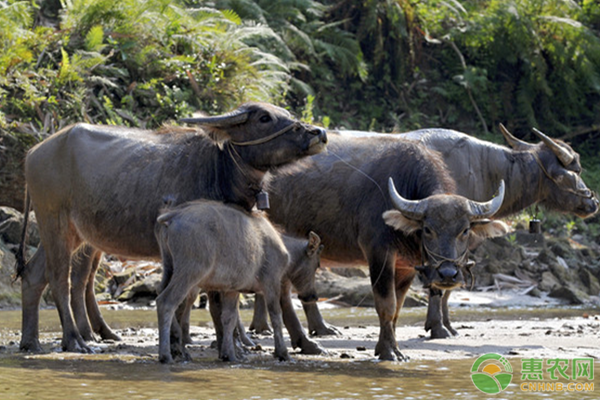 水牛养殖技术-图片版权归惠农网所有