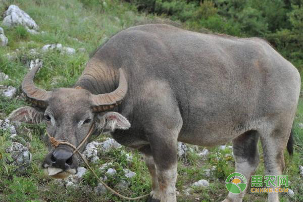 水牛怎么才能养好？-图片版权归惠农网所有