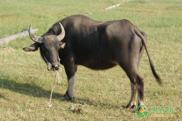 水牛怎么才能养好？-图片版权归惠农网所有
