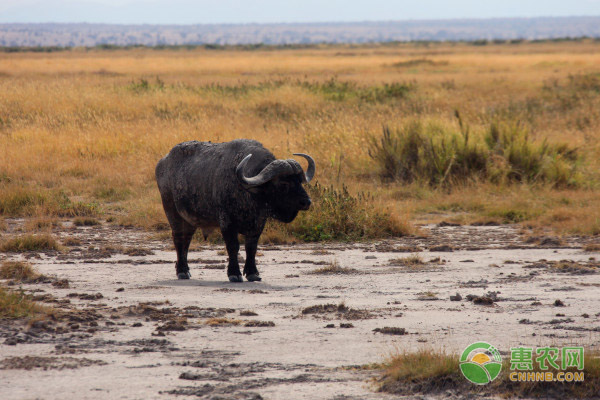 水牛的养殖管理技术-图片版权归惠农网所有