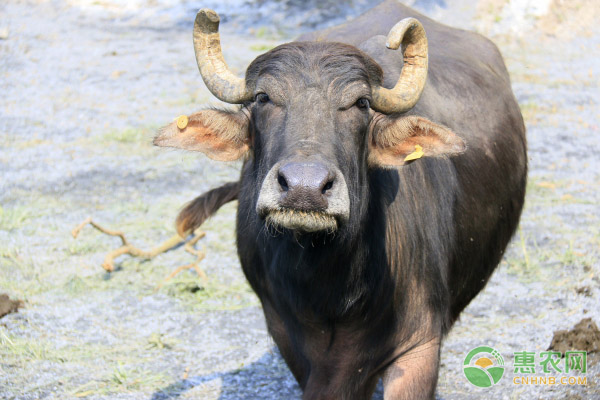 水牛的养殖管理技术-图片版权归惠农网所有