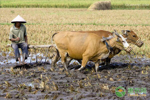 水牛的养殖管理技术-图片版权归惠农网所有