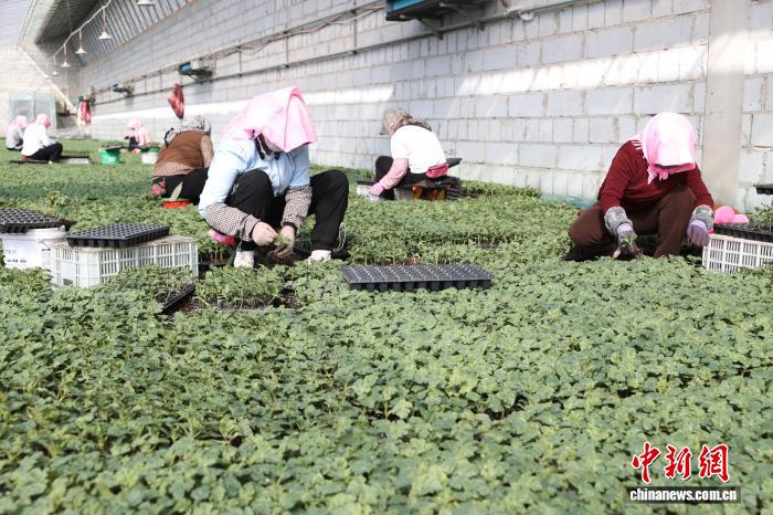 宁夏银川：大棚育苗忙奏响春耕备耕“交响曲”